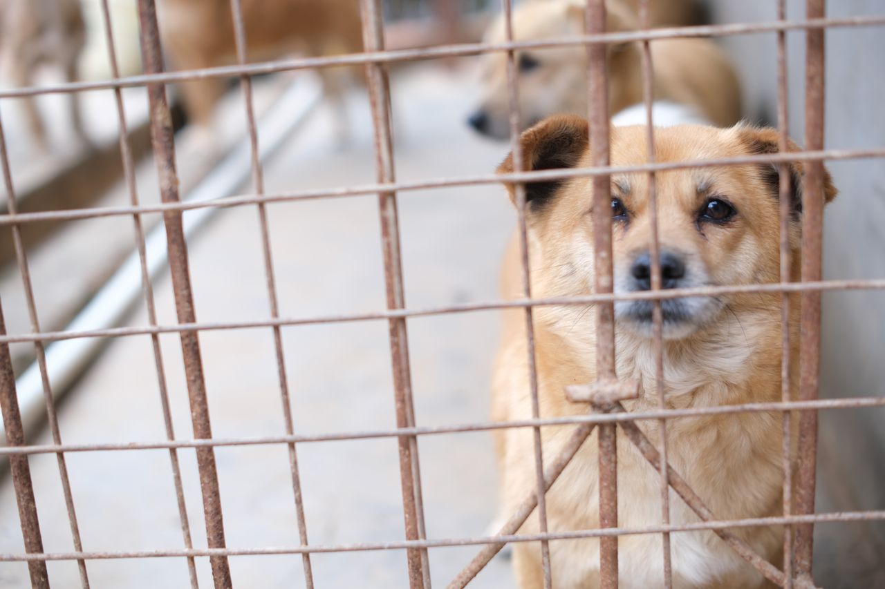 The Art of Drawing Readers In: Your attractive post title goes here A soulful brown dog peering through a metal cage, capturing a moment of animal life in shelter.