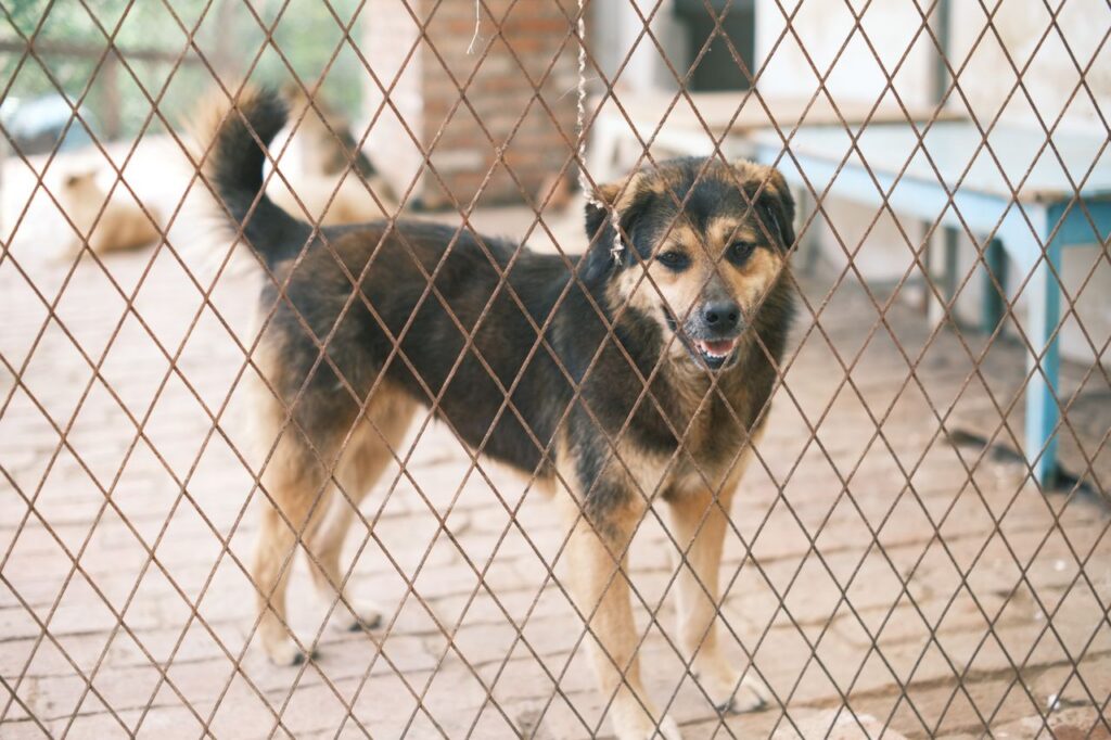 A cute dog behind a wire fence in a shelter enclosure, looking towards the camera.