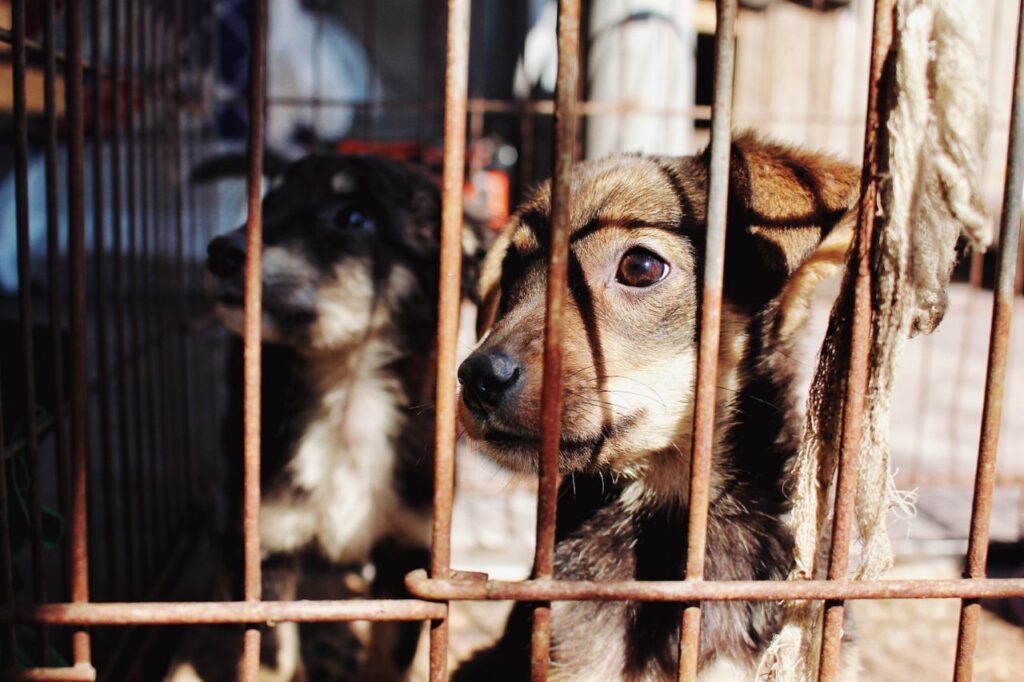 Crafting Captivating Headlines: Your awesome post title goes here Two adorable puppies behind bars, seeking adoption in Ukraine.