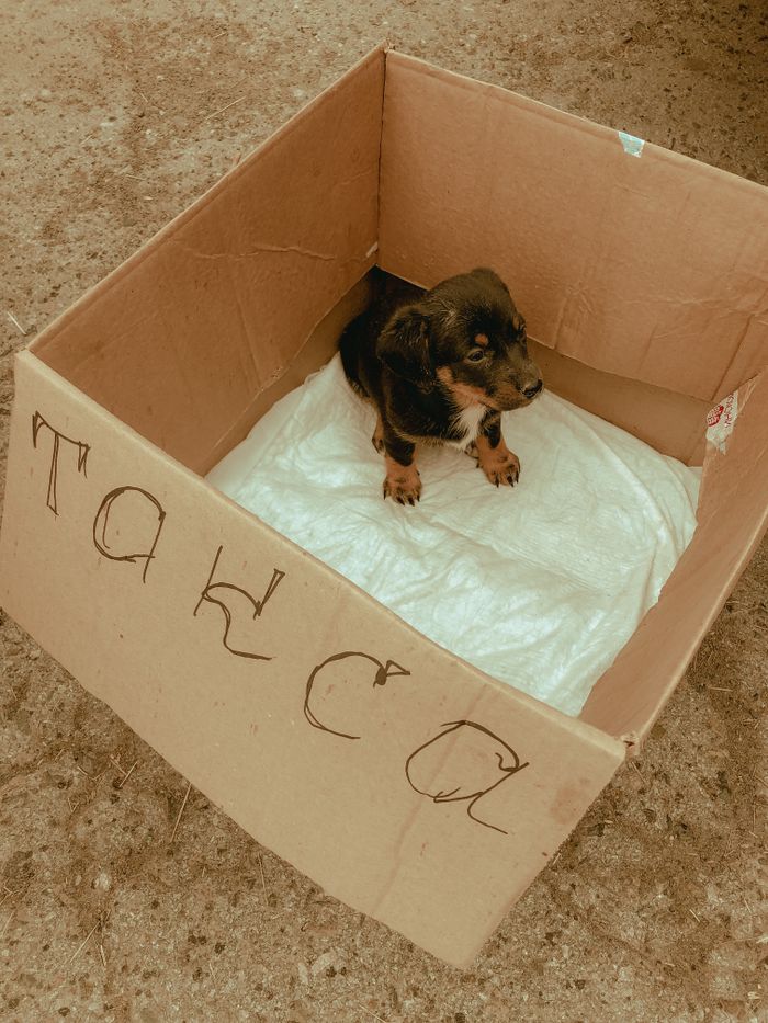 Cute puppy sitting in a cardboard box, perfect for pet photography and adoption themes.
